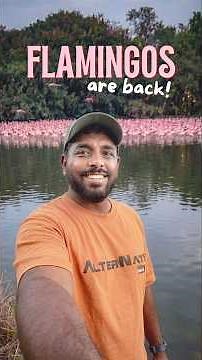FLAMINGOS are BACK in Navi Mumbai • Best places to see them in May 2026