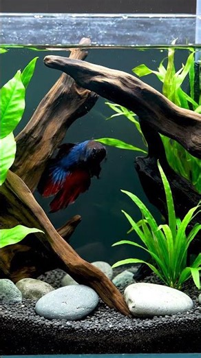 Setup a 5 Gallon Freshwater Fish Tank!