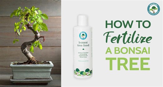The Ultimate Bonsai Tree Fertilizer Beginner’s Guide