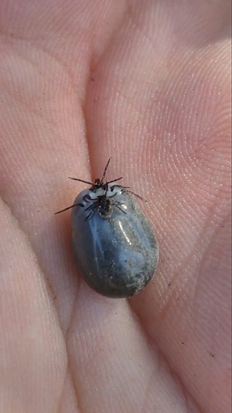 This tick is huge!