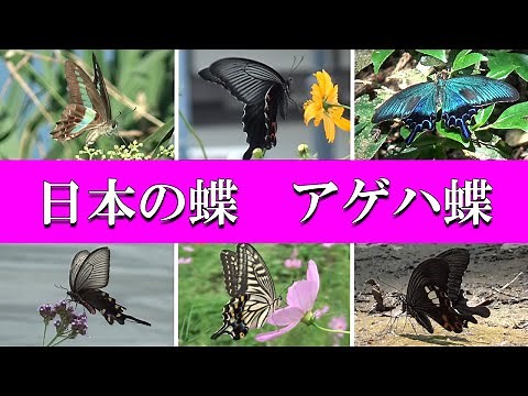 日本の蝶 アゲハ蝶 8種