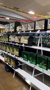 A quick look around a bird show 🐥🏆 FULL TOUR: https://youtu.be/s5T-iPynHAA?si=0LbSqarHKzk3wbjv | OC Aviary