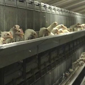 Rejoignez le mouvement contre l'élevage intensif ! | CIWF France