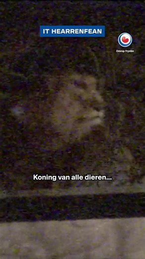 Bewenners fan It Hearrenfean wreaune harren 25 jier lyn flink yn de eagen. Ynienen stie der in liuw op in dak dy't ûntsnapt wie by in sirkusfoarstelling. Dit soarge foar in protte opskuor. 🦁 ▶️ https://omrop.frl/iVSy | Omrop Fryslân