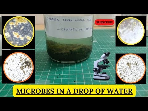 Still water under microscope (Microbes alive)