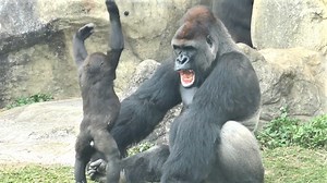 Sweet interaction between gorilla son standup push daddy funny, Very lovely action gorilla family meeting. | Cool Animal