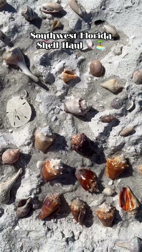 Probably my best shell finds ever??? 🥹🫶