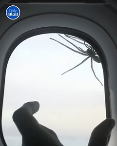 64K views · 268 reactions | How does a spider get inside a plane?  | Daily Mail Video | Facebook