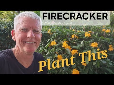 Plant This - Firecracker of a plant