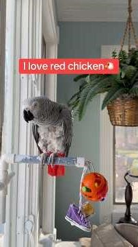 Two minutes with Symon the African Grey Talking Parrot💕🐔#funnyparrot #africangreyparrots #talk
