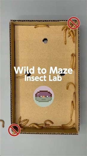 Can 100+ Mealworms Fit into These 3 Holes? 🕳️🐛