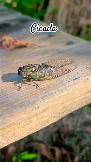 🎶 The Sound of Summer: North American Cicadas 🐞🌳Meet the buzzing stars of summer! #cicadas #nature