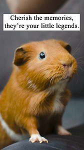 1.6K views · 224 reactions | ✨ Celebrate the Tiny Paws that Leave...