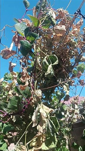 I Stopped Buying Mulch… and Started Using THIS Instead