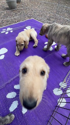Adorable Afghan Hound Puppies Compilation