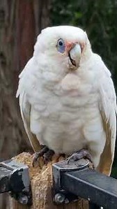 Cute Cry Baby Corella GIVES DAD A HEADACHE!!!🕊️👶🤪🥰😍😆