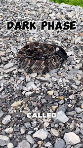 Why are there different colored Rattlesnakes?! #rattlesnake #snake #reptiles #nature #outdoors #wildlife #wildlifeconservation | Tails and Scales