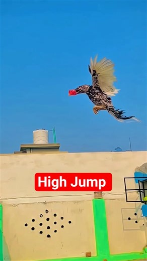 Aseel murgha! #aseelmurga #chicken #mianwaliaseels #rooster #aseelfight
