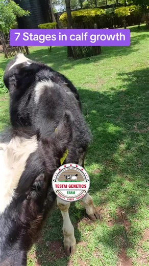 Understanding the 7 Stages in Calf Growth