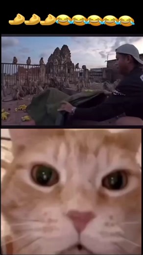 Funny Cat Reacts to Fake Tiger - Hilarious Compilation