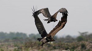 Leben in der Natur: Einige der schönsten Tierfotos aus dem Jahr 2025