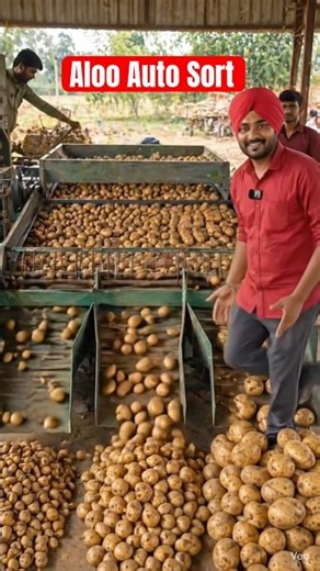 Aloo khud size ke hisaab se alag ho rahe hain | Potato Grading Machine #shorts #india #farming