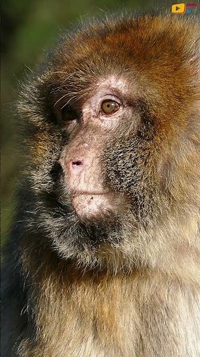 GIBRALTAR 🇬🇮 Macaque