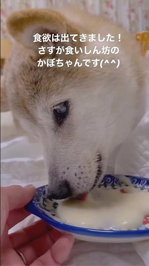 Shiba Inu 'Kabosu' behind famous Doge meme has fallen ill according to her owner