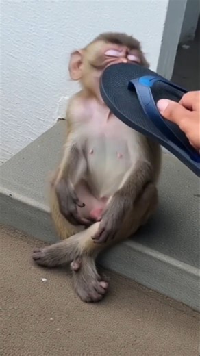 Funny Monkey Gets Angry After Being Hit | Monkey Laugh Turns Into Rage! 😂🐒🔥