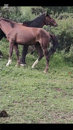 The Love and Reproduction of Horses