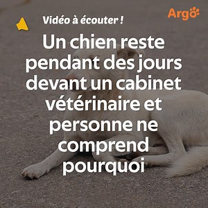 Le comportement du chien laisse tout le monde perplexe, jusqu'à ce qu'une jeune vétérinaire découvre ce qui se cache derrière. | Argo France