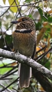Crescent Chested Puffbird (Malacoptila striata) | LEBOK KICAU