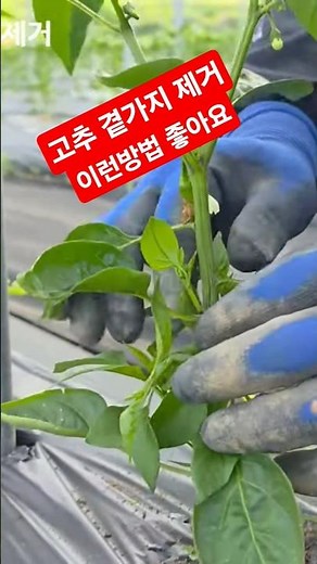 Removing Chili Pepper Side Branches and Pinching Off Side Shoots: The Most Exemplary Method for S...