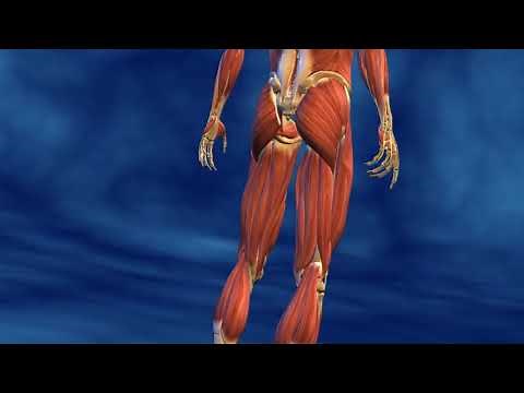 le système musculaire