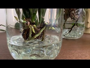 Exploring Water Culture: Part One