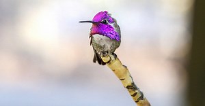 Costa’s Hummingbird