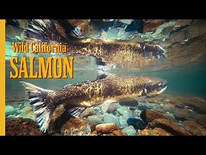 The AMAZING Journey of California Salmon