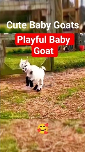 Cute Baby Goats Playing 🐐 | Funny Goat Kids Moments.captivatingscenes#funny #viral #fouryou #jokes