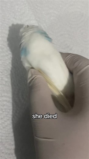 Caring for Sick Budgies: What You Need to Know