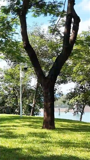 Healing Nature Walk in Guangzhou 🌿 China Travel Vlog