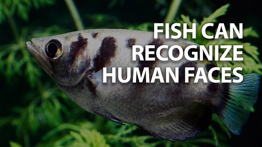 145K views · 2.9K reactions | Fish can recognize your face, a new...