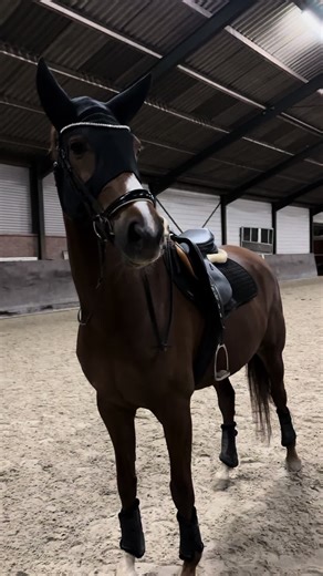 Impressive Jumping Skills of Dressage Horse