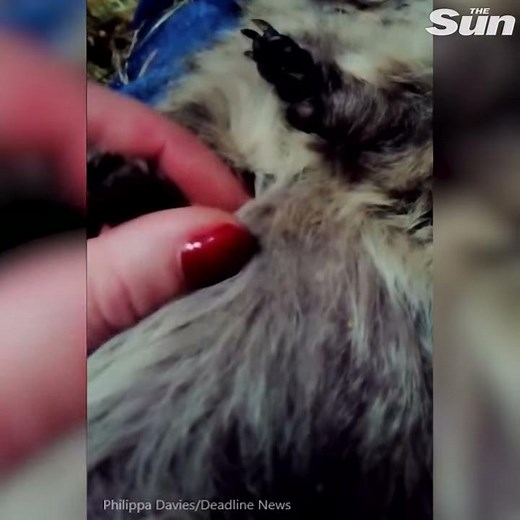 Pet owner calls for fireworks to be banned after guinea pig 'died of shock'