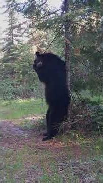 Canada Wildlife Cams Trail Camera Highlights from Saskatchewan, Canada