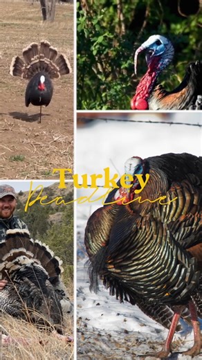 Final Call for Spring Gobblers Today’s the final day to apply for spring turkey season. If you love the sound of gobbles at daybreak, now’s the time. Apply at gf.nd.gov. | North Dakota Game and Fish Department