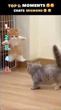 ILS SONT MIGNONS 🥰 | Les chats | Comme on les aime | #top5