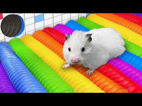 🐹 SUPER HAMSTER RACE 🐹 Maze with Traps for hamster