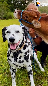 6.1M views · 68K reactions | When this baby rescue cow sees his senior Dalmatian best friend going for a walk, he insists on coming along ❤️ | The Dodo | Facebook