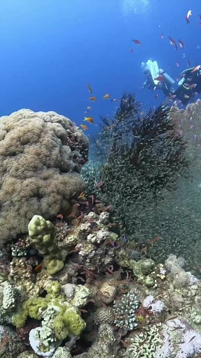 We found this huge gorgonian fan coral on a recent drift dive. Look at all the beautiful anthias swarming this marvelous coral! 🤩📍Aqaba, Jordan #gorgonian #coral #coralreef #coralreefs #anthias #dive #diving #scuba #scubadiving #scubadive #uw #uwphotography #underwater #underwaterworld #underwatervideo #instareels #instareels #instavideo #fish #fishes #redsea #deepbluedivecenter #aqabajordan #raw_allnature #raw_oceanlife #padi #underwaterphotographer #saveourseas #protectwhatyoulove #padiaware