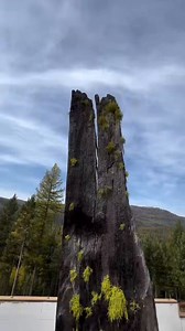 Vaughn left the city life behind and purchased 100 acres of raw Montana wilderness to build his dream home.While clearing and constructing on the property, he discovered an extraordinary 500-year-old “lightning tree”—scarred, charred, and weighing around 1,000 pounds—that had survived a direct strike, burning through its core.In a bold decision, Vaughn formed an instant bond with the ancient giant and refused to leave it outdoors. He orchestrated the monumental task of uprooting the tree and rel